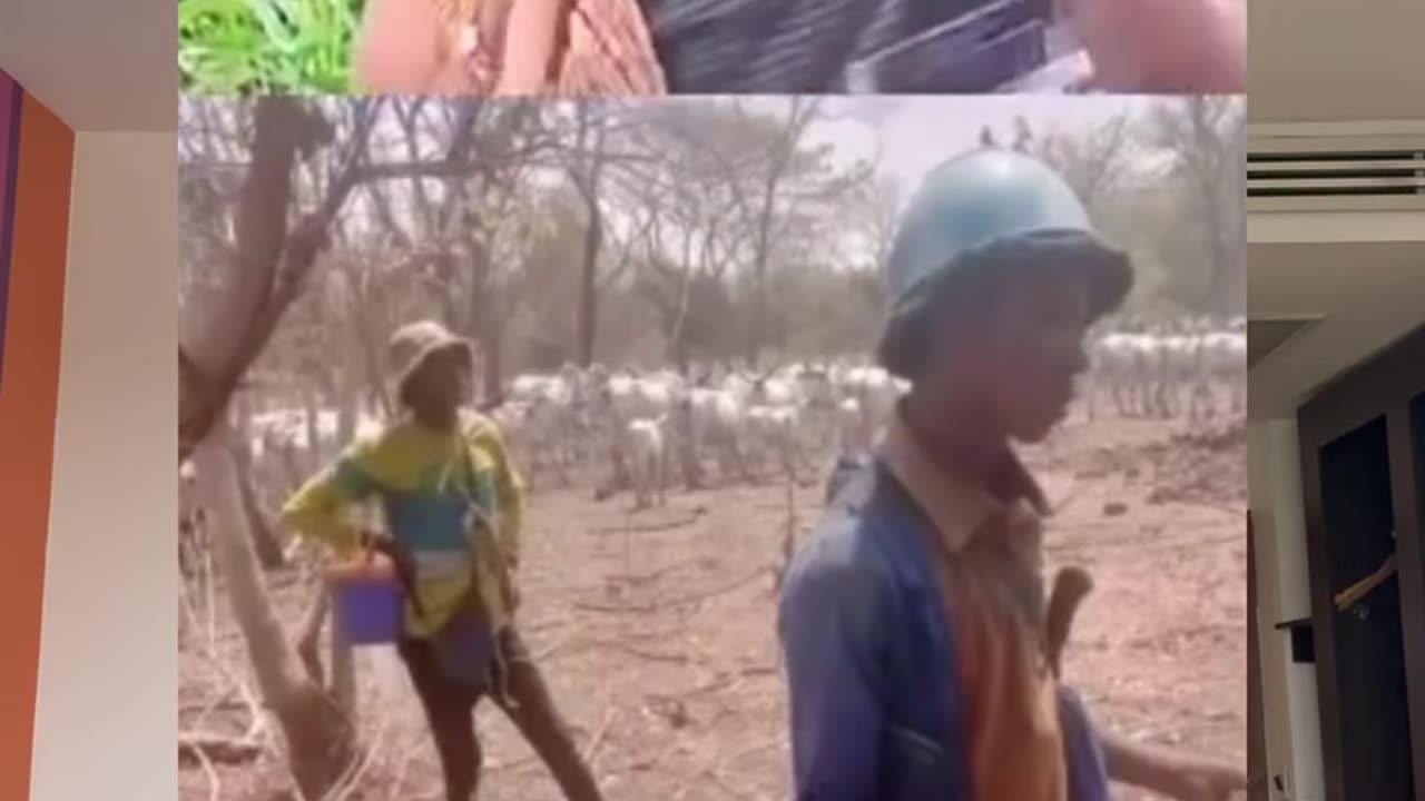 Now this explains why these Fulani herdsmen go into any community with their cows