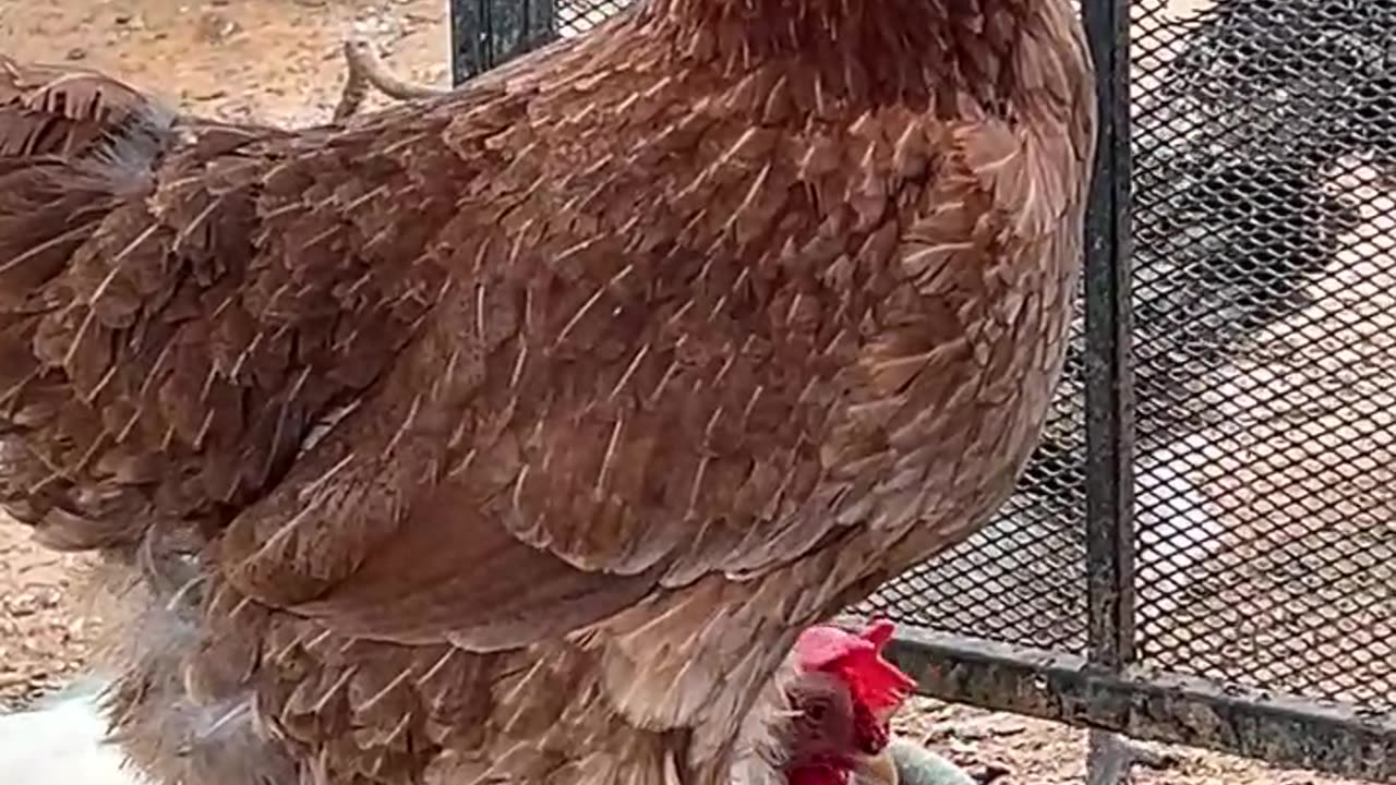 Rhode Island Red