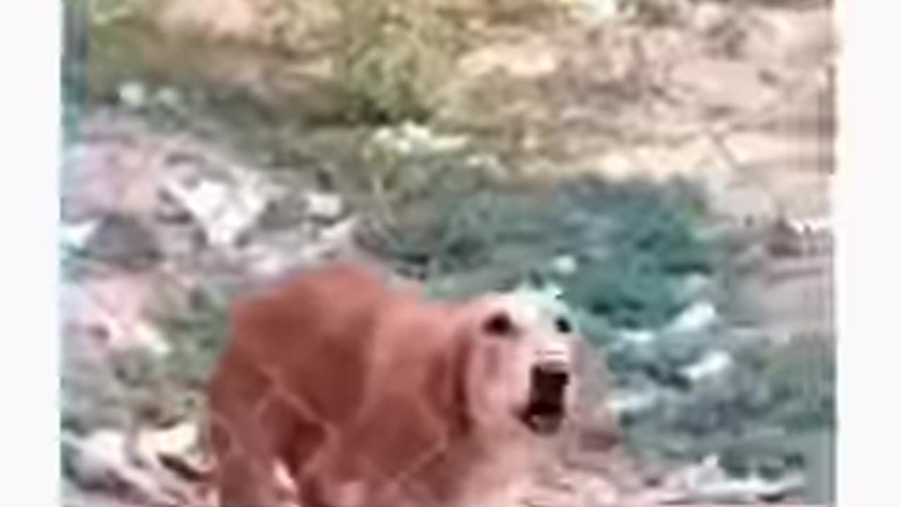 Funny Animals 2024 😂 - Funniest Cats and Dogs video 🐱