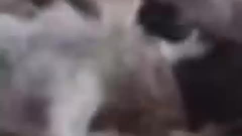 metal doggy
