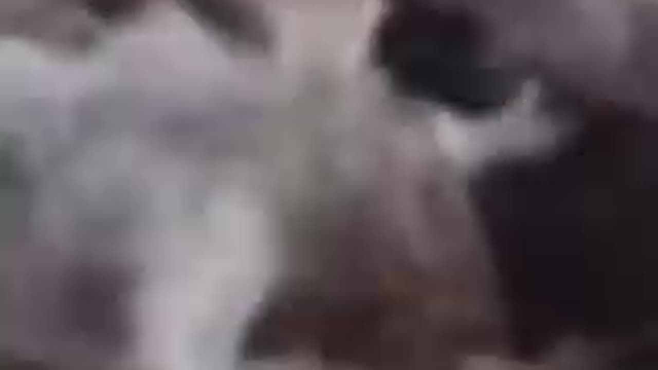 metal doggy