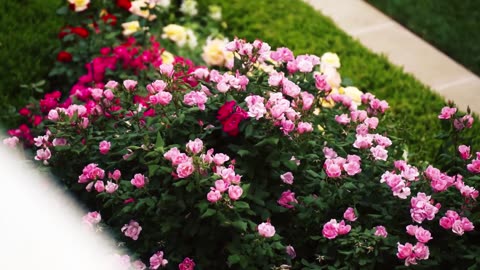 LOVE THAT BIG, BEAUTIFUL ROSE GARDEN!!!🇺🇸🌹🌹🌹