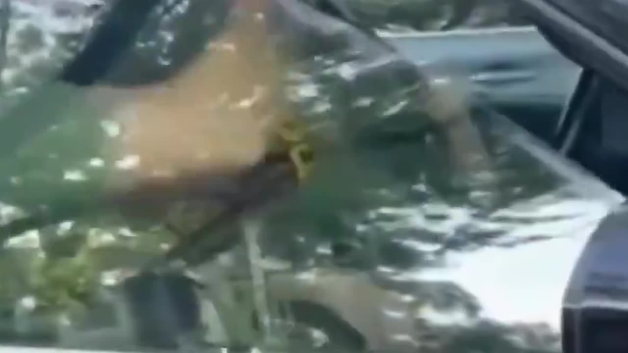 Illinois State Senator, Karina Villa, harasses ICE, while they’re doing their job..