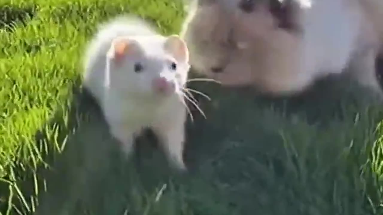 Ferret Rescue
