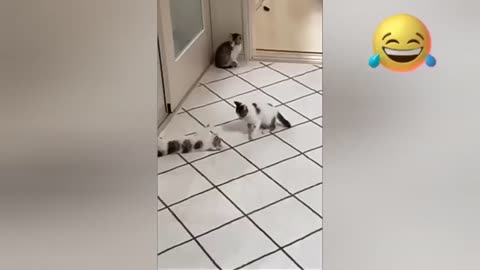 Funny Animals -Funniest Cats And Dogs Video