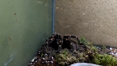 Tarantula and Scorpion at San Juan de Aragon Zoo in Mexico