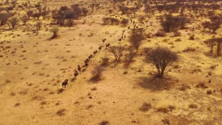 ELEPHANTS, LIONS, & ADVENTURE – AFRICAN SAFARI RIDE-ALONG! | AFRICAN SAFARI MUSIC