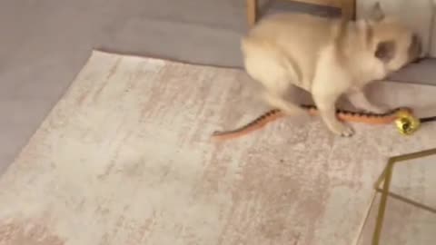 Dogs