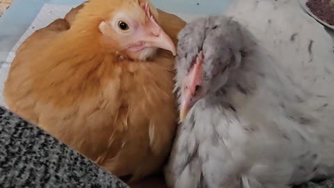 Content Chickens Make Purring Noises