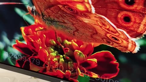 OLED Color Test: Butterfly Looks So Real!