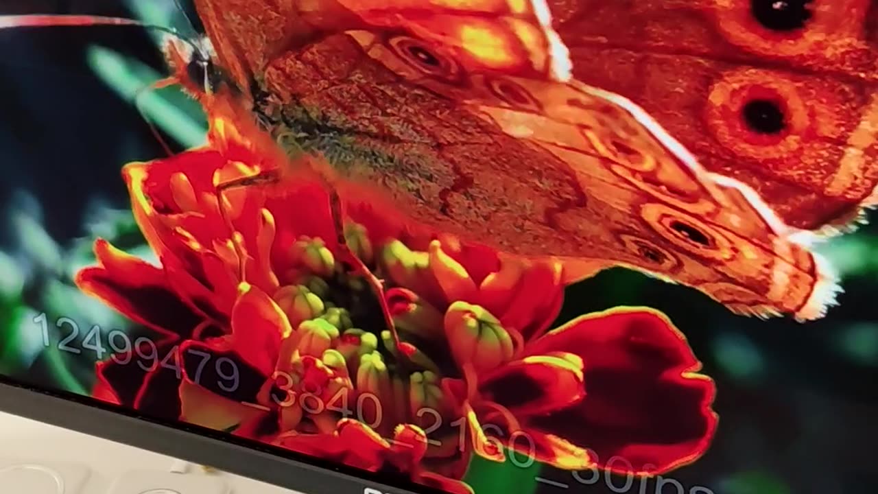 OLED Color Test: Butterfly Looks So Real!