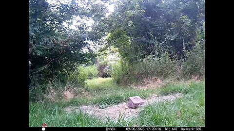 Deer Cam 09 05 2025 Doe And Fawn Game Cam Trail Cam