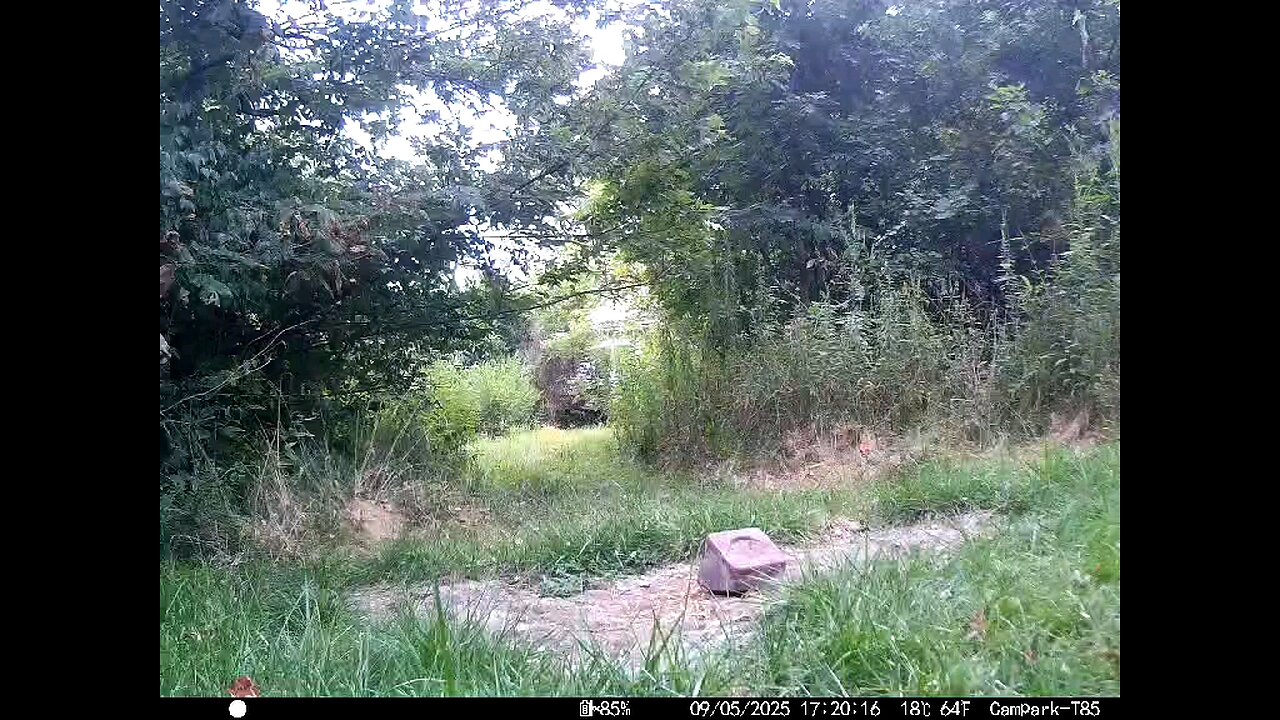 Deer Cam 09 05 2025 Doe And Fawn Game Cam Trail Cam