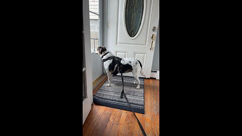 Dogs being dogs