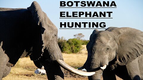Botswana elephant hunting