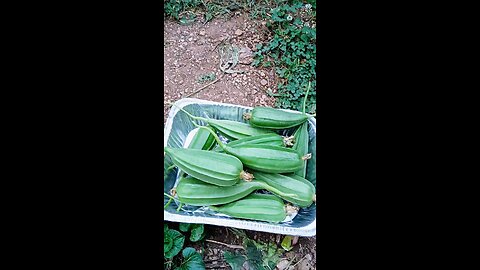 healthy organic ridge gourd/ঝিঙা👌🇺🇸🇧🇩