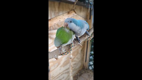 Monk parrot