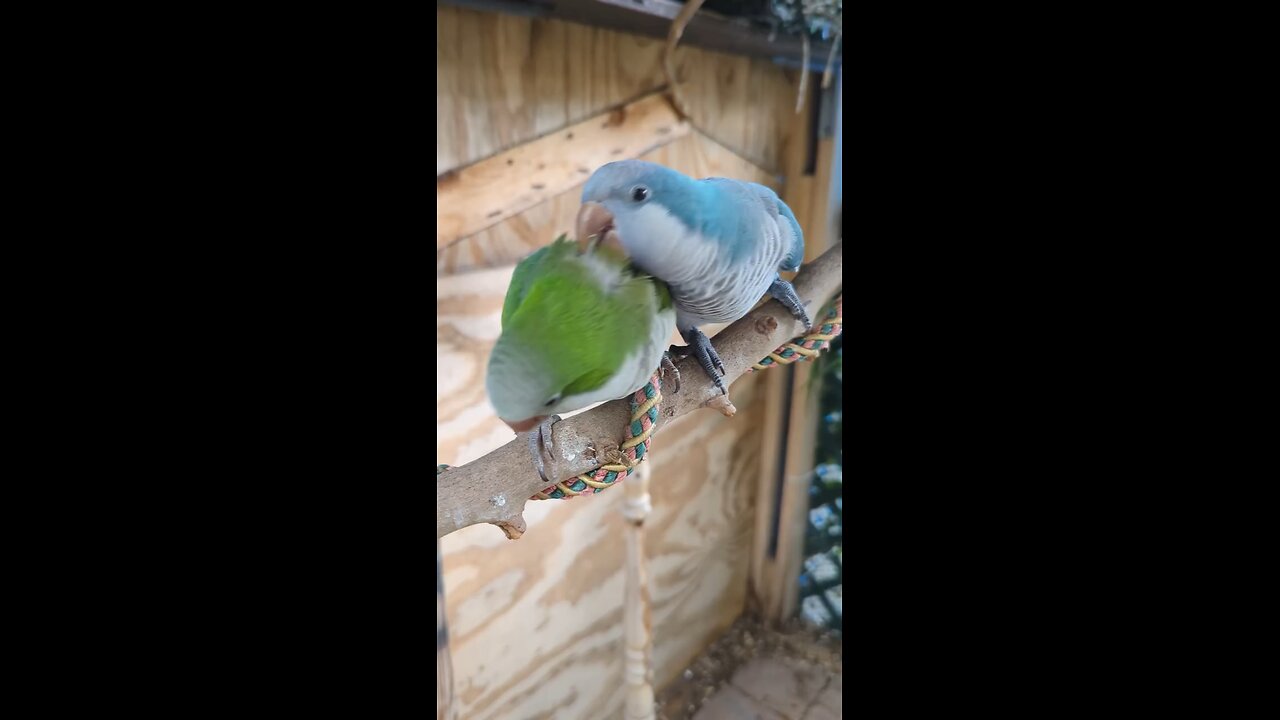 Monk parrot