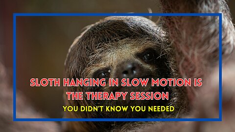 Sloth Hanging in Slow Motion Is the Therapy Session You Didn’t Know You Needed