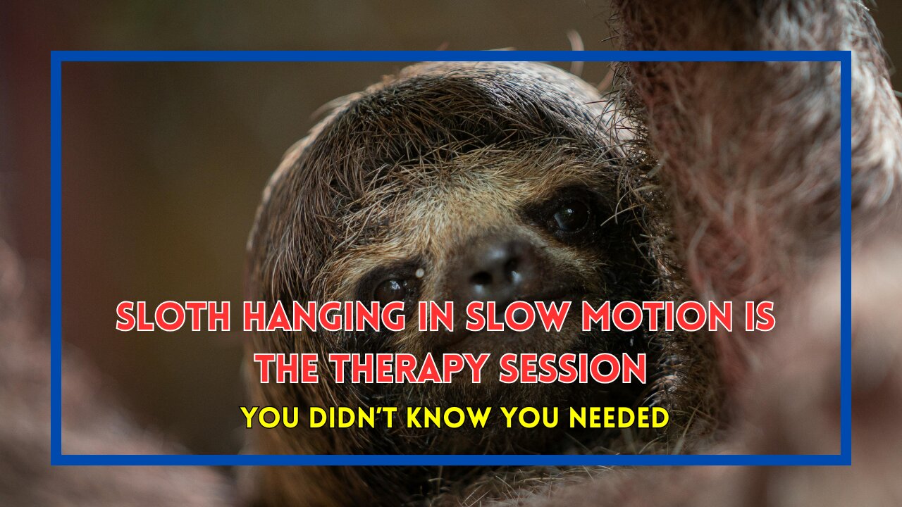 Sloth Hanging in Slow Motion Is the Therapy Session You Didn’t Know You Needed