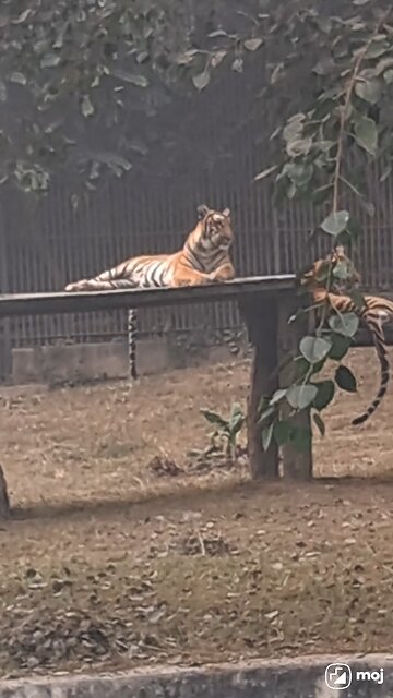 A rare, captivating moment in the wild! #TigerVibes #WildlifeMagic #NatureLovers #BigCatEnergy