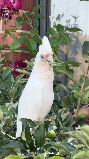 Only in Australia 🇦🇺