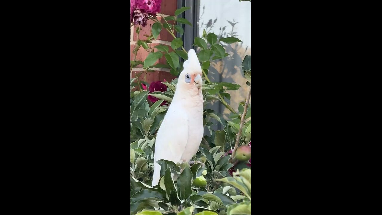 Only in Australia 🇦🇺