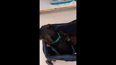 Puppers at Winn Dixie.