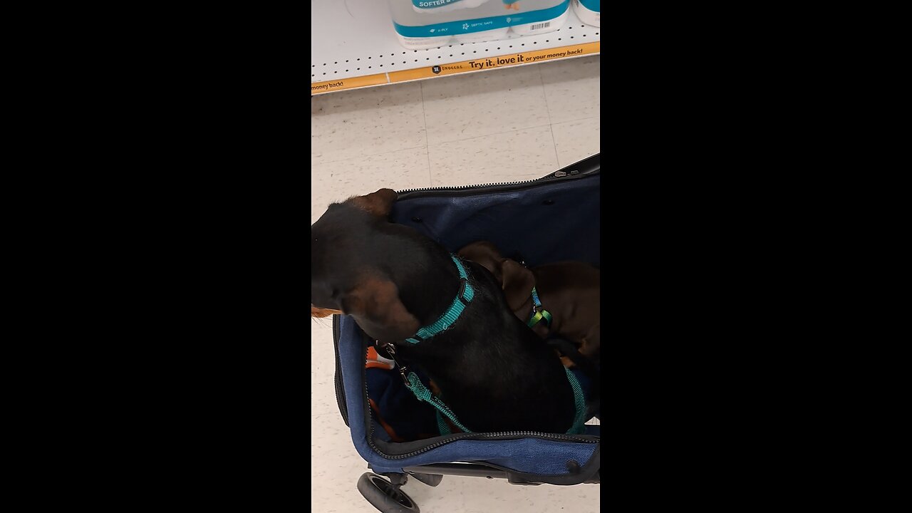 Puppers at Winn Dixie.