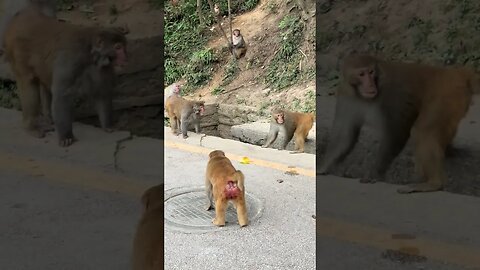 Challenge the Monkey King Monkey