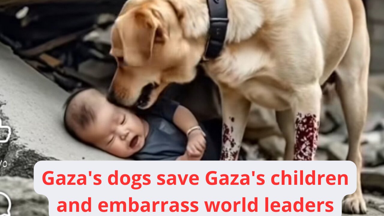 Gaza's dogs save Gaza's children and embarrass world leaders"#nowplaying