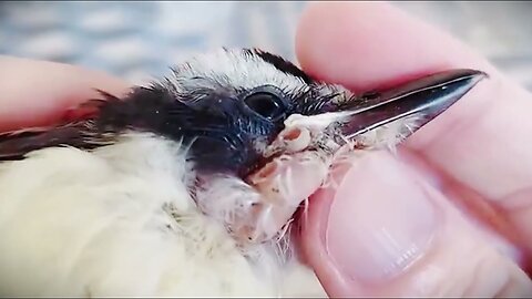The little bird was covered in bugs, and a kind-hearted person took it home to help clean it up