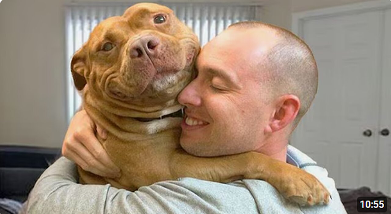 I’ll never look at Pitbulls the same again - FUNNIEST DOGS Video 2025 🐶