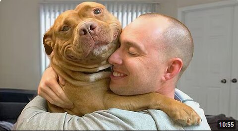 I’ll never look at Pitbulls the same again - FUNNIEST DOGS Video 2025 🐶