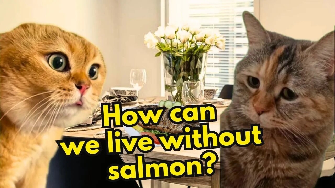 What to do when a Cat's Girlfriend wants him to go on a diet? (cat memes) (Ep.29)