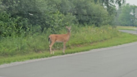 Bambi....?????