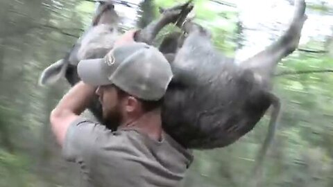 "Effective Primitive Pig Trap Techniques for Ultimate Survival Skills"