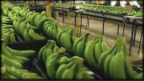 How Millions of Banana Harvested & Processed | Banana Chips Factory🍌