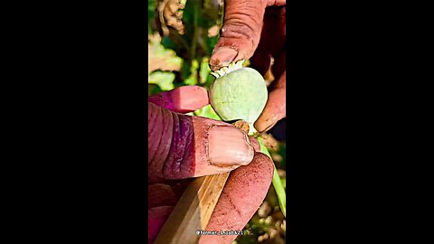 opium farm