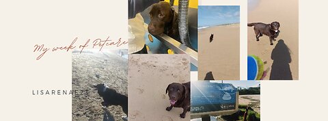 This last week - Petcare