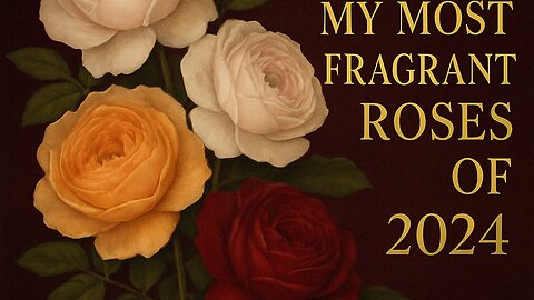Ranking My Most Fragrant Roses of 2024 | Best Smelling Garden Roses Reviewed