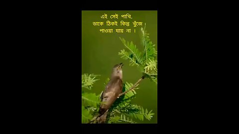 এই সেই পাখি যাকে দেখা যায় না শুধু শোনা যায়.. .