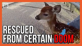"Momma's Coming Back, Okay?" Ohio Officer Rescues Baby Deer from Busy Highway