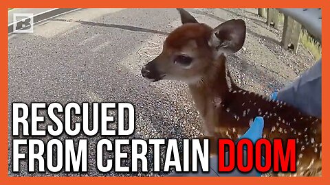"Momma's Coming Back, Okay?" Ohio Officer Rescues Baby Deer from Busy Highway
