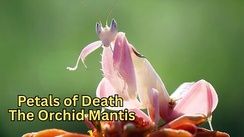 Petals of DEATH – The Shocking Truth About Orchid Mantises