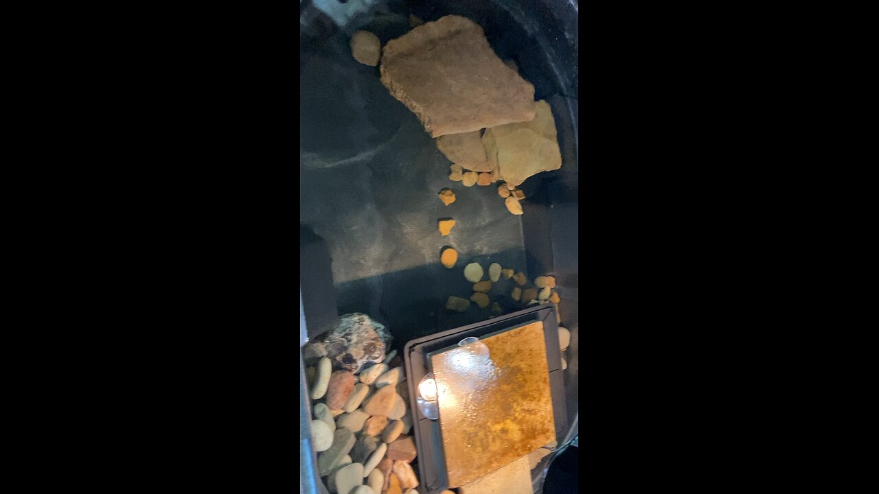Shelldon check in