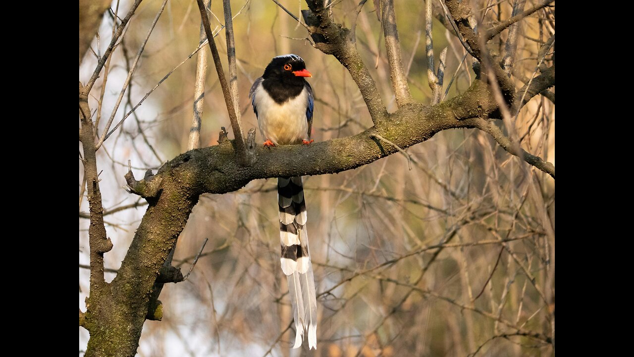 bird sound
