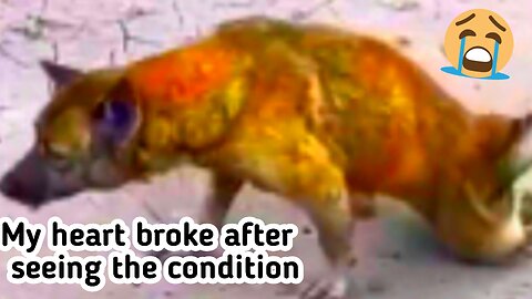 My heart broke after seeing the condition of this dog. No one should be in such a condition.