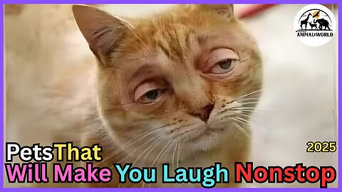 Funny Pet Moments That Will Make You Laugh Nonstop,Try Not To Laugh Challenge - Part 1