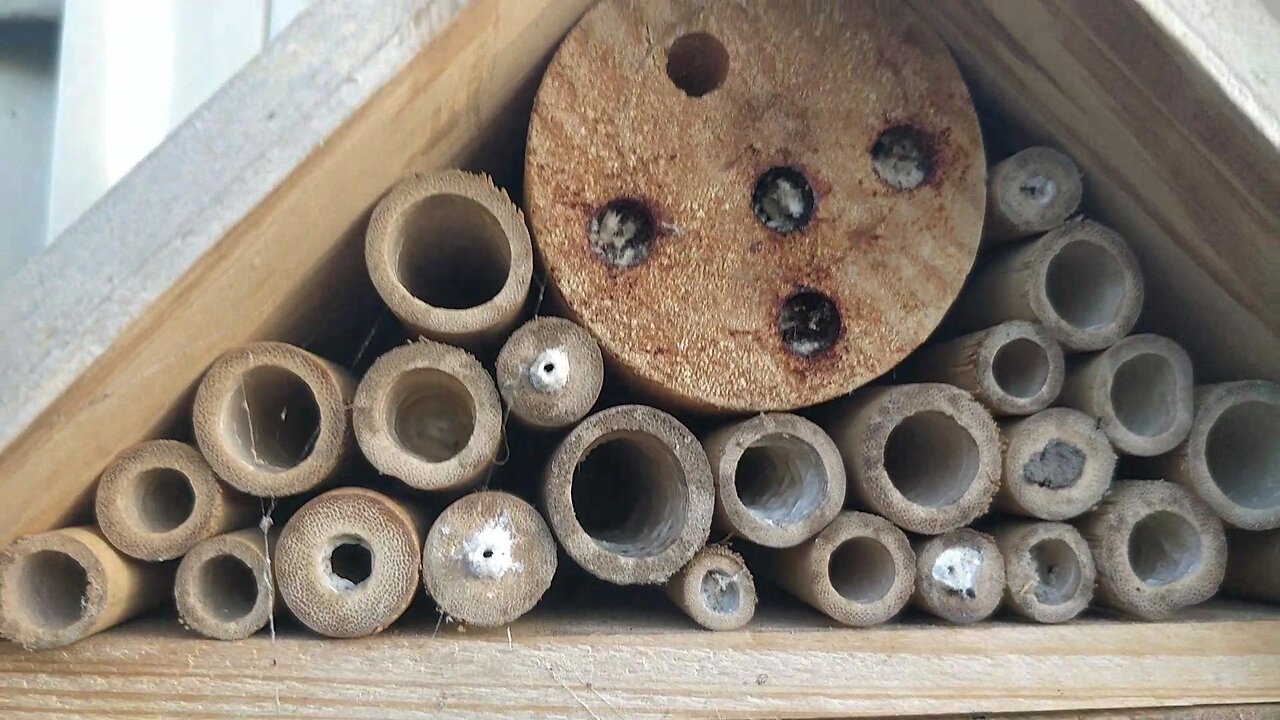 Solitary Native Australian Bees